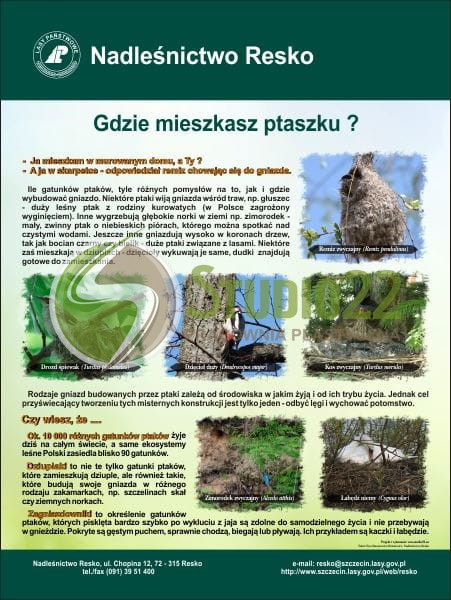 Gdzie mieszkasz ptaszku?