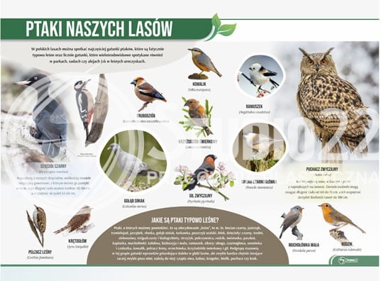 Ptaki naszych lasów