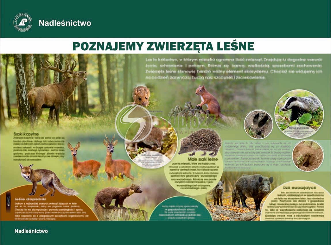 Poznajemy zwierzęta leśne