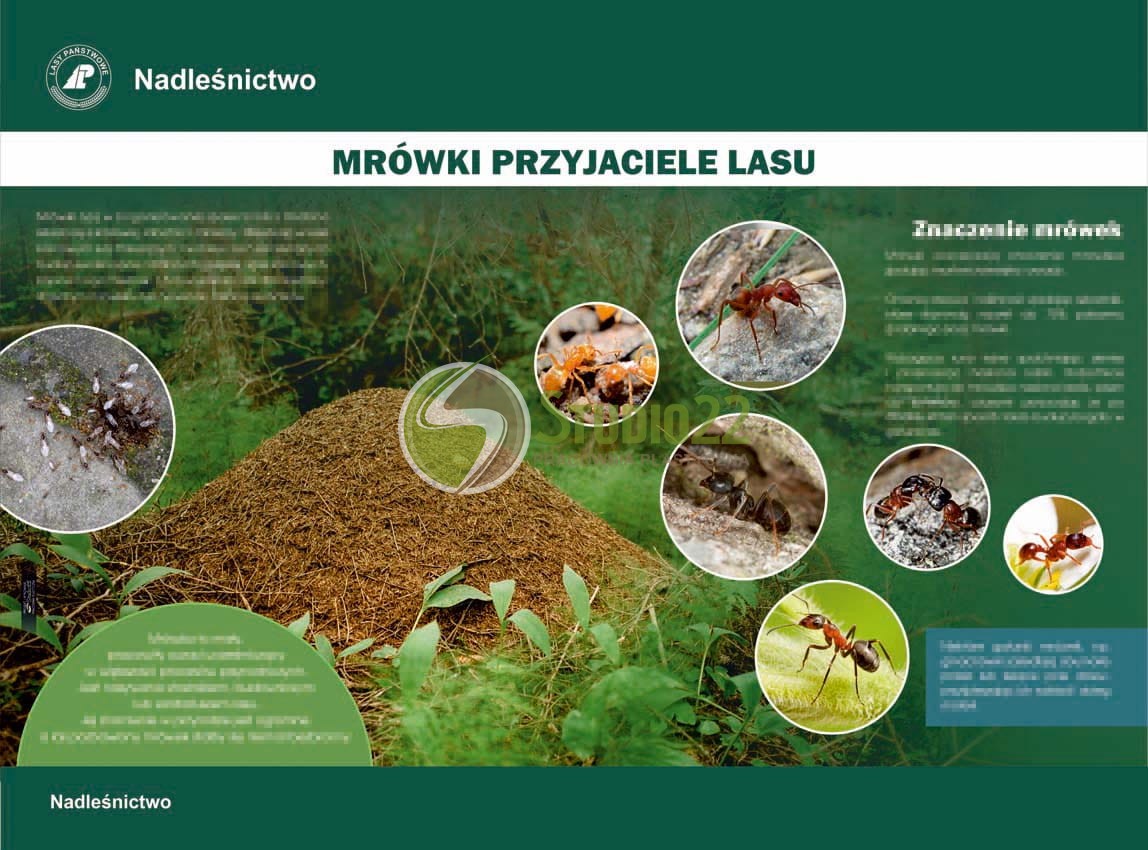 Mrówki przyjaciele lasu
