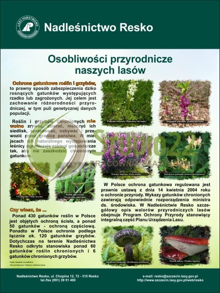 Osobliwości przyrodnicze naszych lasów