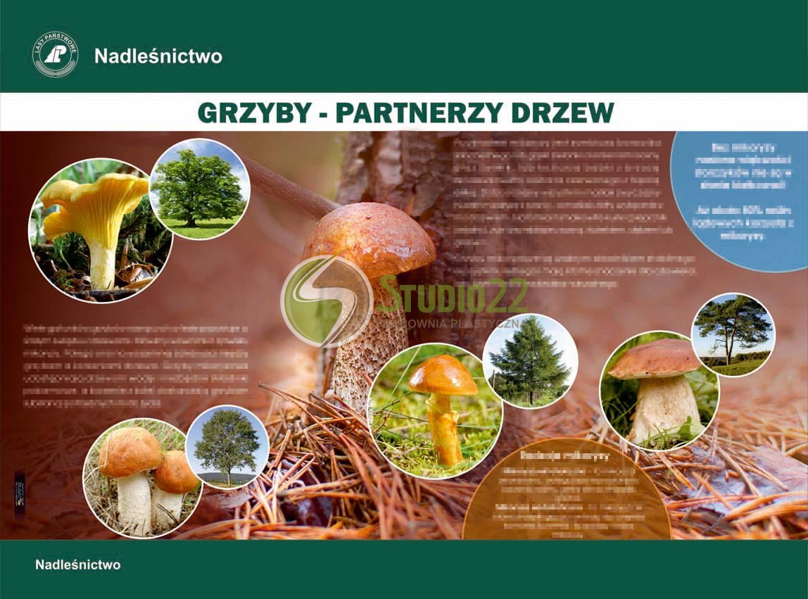 Grzyby partnerzy drzew