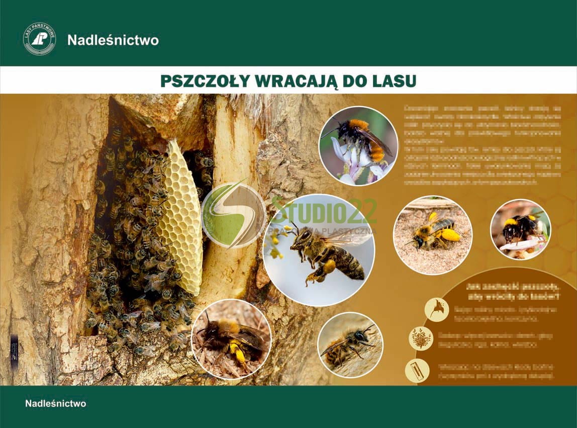 Pszczoły wracają do lasu