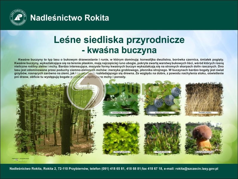 Kwaśna buczyna